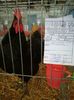 Australorp Negru Baicoi 2017 - 96p