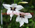 Bulbi Gladiole Stelate (Acidanthera)