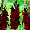 Bulbi Gladiole Black Star