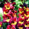 Bulbi Gladiole Brescia