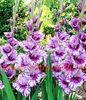 Bulbi Gladiole Passos