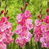 Bulbi Gladiole Pink Parrot