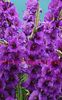Bulbi Gladiole Purple Flora