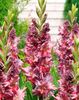 Bulbi Gladiole Rostov