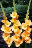 Bulbi Gladiole Vedetta