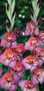 Bulbi Gladiole Vesuvio