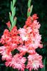 Bulbi Gladiole You Two Frizzle