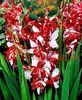 Bulbi Gladiole Zizanie
