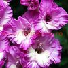 Bulbi Gladiole Nairoby Ruffle