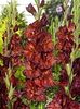 Bulbi Gladiole Chocolate