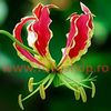 Bulbi Gloriosa Superba