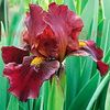 Bulbi Iris Red Zinger (Stanjenel)