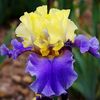 Bulbi Iris Edith Wolford (Stanjenel)