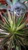 agave filifera marginata