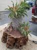 Pachypodium namaquanum