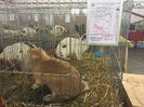 Expozitia regionala Moldova 2018