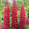Bulbi Lupin Rosu