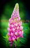 Bulbi Lupin Roz
