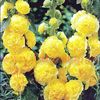 Bulbi Nalba Chaters Yellow (Alcea)