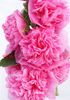 Bulbi Nalba Chaters Pink (Alcea)