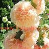 Bulbi Nalba Salmon Queen (Alcea)