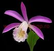 Bulbi Pleione Formosana (Orhidee)
