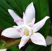 Bulbi Tricyrtis Hirta Alba (Orhidee)