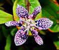 Bulbi Tricyrtis Hirta (Orhidee)