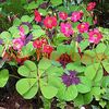 Bulbi Oxalis Iron Cross (Trifoi)