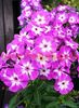 Bulbi Phlox Laura (Phlox)