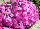 Bulbi Phlox Pitic McDaniels Cushion (Phlox)
