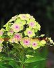 Bulbi Phlox Sherbet Blend (Phlox)