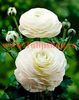 Bulbi Ranunculus Alb (Piciorul Cocosului)