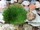 Bulbi Trandafir de Ierihon (Selaginella Lepidophylla)