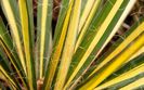 Bulbi Yucca Golden Sword