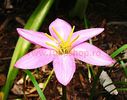 Bulbi Zephyranthes Rosea