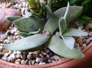 Crassula falcata