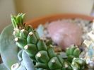 Monadenium guentheri