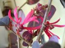 19 ian. 2018: Loropetalum chinensis