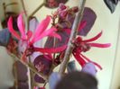 19 ian. 2018: Loropetalum chinensis
