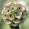 Seminte de Scabiosa Stellata - 10.2 lei