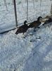 IMG-20180116-WA0003