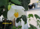 Abutilon alb(23-01-2018)\