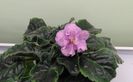 7.01.2018 - floare de iarna