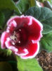 GLOXINIA