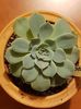 Echeveria glauca