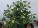 Pittosporum tobira