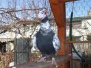 SAM_5938