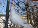 SAM_5940