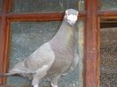 SAM_5949